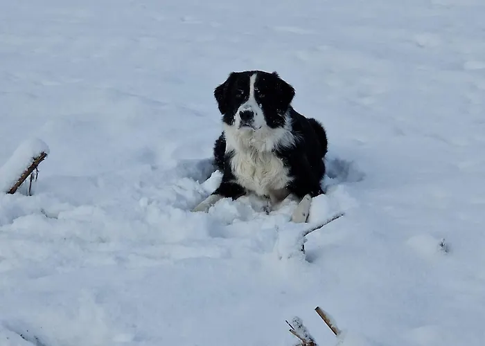 Nordseeliebe, Urlaub Fuer Familie Und Mit Hund * Lamstedt
